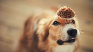 red border collie dog keeps cake on her nose